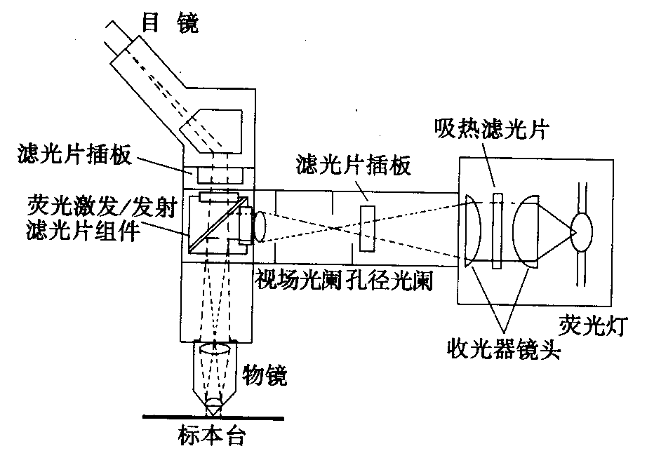 熒光顯微鏡原理圖，激發(fā)濾板和壓制濾色系統(tǒng)