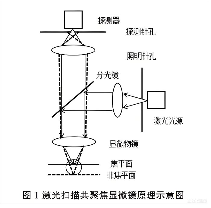 激光掃描共聚焦顯微鏡原理示意圖 激光掃描共聚焦顯微鏡原理示意圖